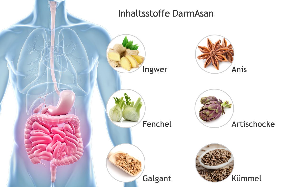 DarmAsan - Zur Optimierung der Verdauungsvorgnge