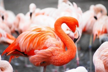 Flamingo